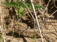 Lacerta agilis 2cy Husie mosse, Malmö, Skåne, Sweden 20160508_0123