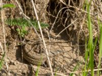 Lacerta agilis 2cy Husie mosse, Malmö, Skåne, Sweden 20160508_0129