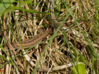 Lacerta agilis 2cy Husie mosse, Malmö, Skåne, Sweden 20160508_0145