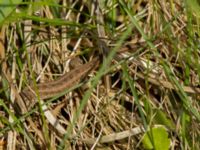 Lacerta agilis 2cy Husie mosse, Malmö, Skåne, Sweden 20160508_0147