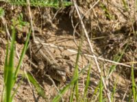 Lacerta agilis ad female Husie mosse, Malmö, Skåne, Sweden 20160508_0157