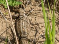 Lacerta agilis ad female Husie mosse, Malmö, Skåne, Sweden 20160508_0170