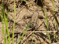 Lacerta agilis ad female Husie mosse, Malmö, Skåne, Sweden 20160508_0176