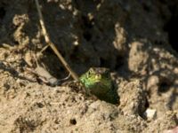 Lacerta agilis ad male Husie mosse, Malmö, Skåne, Sweden 20160511_0016