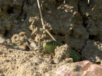 Lacerta agilis ad male Husie mosse, Malmö, Skåne, Sweden 20160511_0021