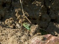 Lacerta agilis ad male Husie mosse, Malmö, Skåne, Sweden 20160511_0024