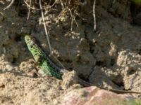 Lacerta agilis ad male Husie mosse, Malmö, Skåne, Sweden 20160511_0025