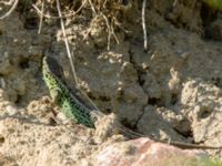 Lacerta agilis ad male Husie mosse, Malmö, Skåne, Sweden 20160511_0029