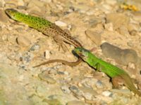 Lacerta agilis male and female Chalaubani, Kakheti, Georgia 20180426_1709