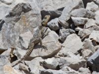 Laudakia stellio Akseki rubbish dump, Turkey 20120625 176