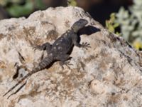 Laudakia stellio Nemrut Dagi, Turkey 20120701 115