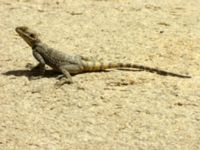 Laudakia stellio Starred Agama St Catherine, Egypt 20090405 196