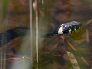 Natrix natrix - Grass Snake - Snok