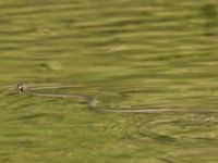 Natrix natrix 1.5 km SSE Aderbiyevka, Krasnodar, Russia 20160911_0966