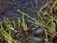 Natrix natrix Axelsgård, Rammsjöstrand, Båstad, Skåne, Sweden 20170709_0149