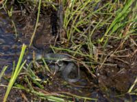 Natrix natrix Axelsgård, Rammsjöstrand, Båstad, Skåne, Sweden 20170709_0152