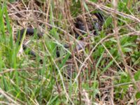 Natrix natrix Fågeltornet, Klagshamns udde, Malmö, Skåne, Sweden 20190426_0043