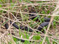 Natrix natrix Fågeltornet, Klagshamns udde, Malmö, Skåne, Sweden 20190426_0047