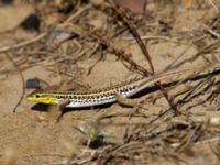 Ophisops elegans Pine wood Side, Turkey 20120624 014