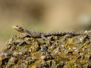 Paralaudakia caucasica - Caucasian Agama