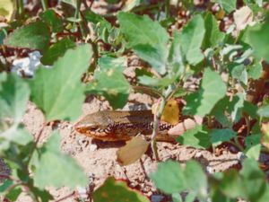 Plestiodon chinensis