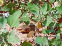 Plestiodon chinensis Happy Island (Shijiu Tuodao), Hebei, China 19980512 (6)