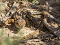 Psammodromus hispanicus Oued Tamri River Mouth, Tamri, Morocco 20180225_0152