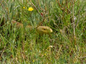 Pseudopus apodus - European Glass Lizard - Scheltopusik