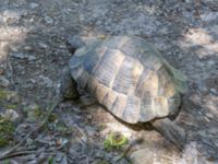 Testudo graeca ibera Ananuri, Mtskheta-Mtianeti, Georgia 20180426_3269