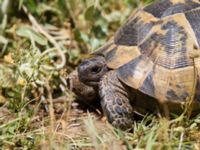 Testudo hermanni Akseki new site, Turkey 20120625 158