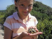 Testudo hermanni Bonifacio, Corsica, France 20060626 238