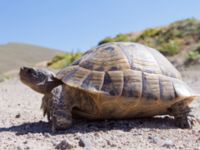 Testudo hermanni Nemrut Dagi, Turkey 20120704 574