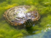 Trachemys scripta Demergy, Crimea, Russia 20150918_0119