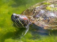 Trachemys scripta Demergy, Crimea, Russia 20150918_0121