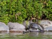 Trachemys scripta elegans Pildammsparken, Malmö, Skåne, SWeden 20150717_0009