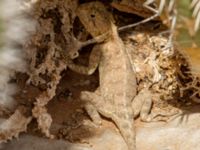 Trapelus mutabilis Cap Rihr, Morocco 20180225_0013