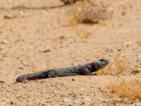 Uromastyx acanthinura Oued Jenna, Awsard Road, Western Sahara, Morocco 20180220_0104