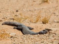 Uromastyx acanthinura Oued Jenna, Awsard Road, Western Sahara, Morocco 20180220_0110