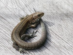 Zootoca vivipara - Viviparous Lizard - Skogsödla