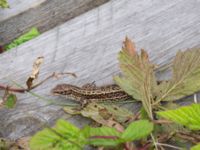 Zootoca vivipara Hunneröds mosse, Svedala, Skåne, Sweden 20160717_0047