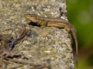 Gallotia galloti - Tenerife Lizard