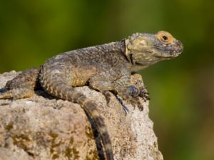 Laudakia stellio - Roughtail Rock Agama - Taggsvansagam