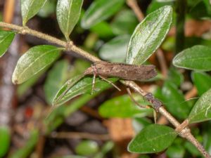 Glyphotaelius pellucidus