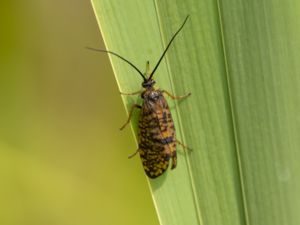 Hagenella clathrata - Window Winged Sedge