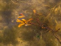 Fucus vesiculosus Ängsnäset, Falsterbohalvön, Vellinge, Skåne, Sweden 20180802_0019