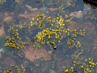 Fucus vesiculosus Hallands Väderö, Båstad, Skåne, Sweden 20160807_0072