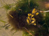 Fucus vesiculosus Malmödammen, Tygelsjö ängar, Malmö, Skåne, Sweden 20150501_0083