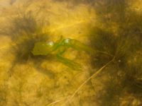 Ulva lactuca Ängsnäset, Falsterbohalvön, Vellinge, Skåne, Sweden 20180802_0012