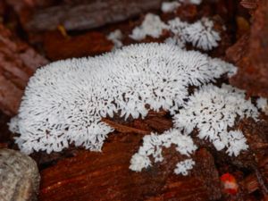 Ceratiomyxa fruticulosa - Slemhorn