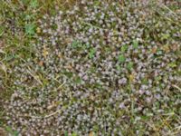 Thymus serpyllum et Aceria thomasi Skanörs ljung, Falsterbohalvön, Vellinge, Skåne, Sweden 20160617_0291